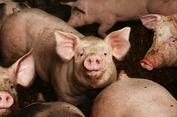 Pigs in a Pig Pen - Photo courtesy of ©iStockphoto.com/narvikk, Image #12327217